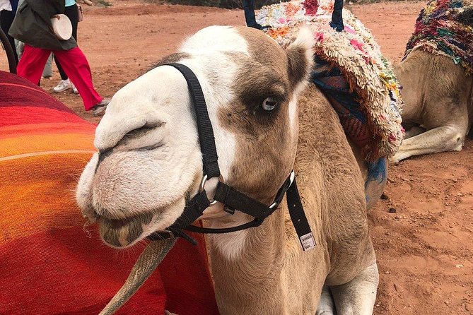 Marrakech: Desert Agafay & Atlas Mountains Day Trip & Camel Ride - Agafay Desert afternoon: camel ride, tea with locals, and sunset over the Atlas