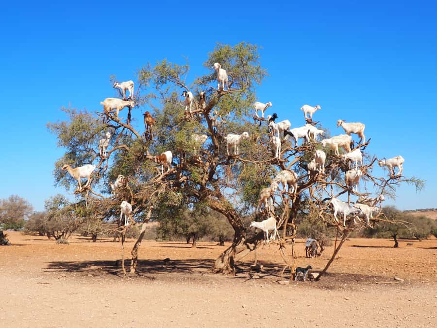 Marrakech: Essaouira Day Trip with Transfers and Co-op Visit - The goat stop at argan trees: the photo moment with one big caveat