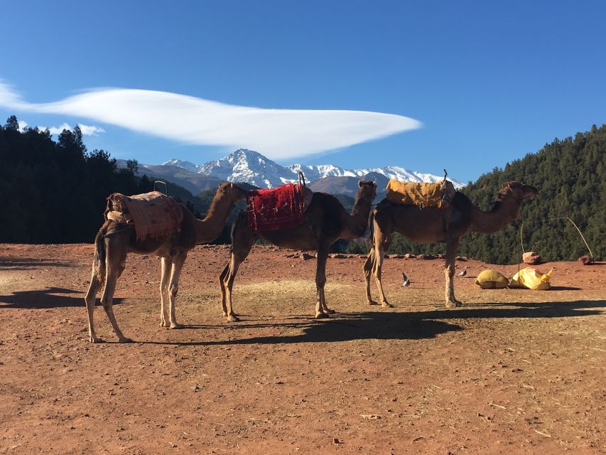 Marrakech: Ourika Valley & Atlas Mountains Half-Day Trip - Berber Breakfast: What You’re Actually Eating (and Why It’s Fun)