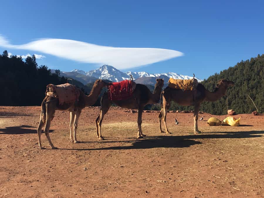 Marrakech: Ourika Valley & Atlas Mountains Half-Day Trip - Returning to Marrakech: You’ll Be Back Before the Heat Wins