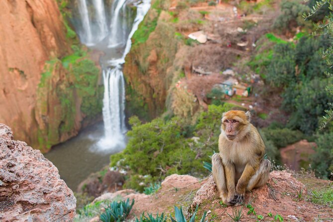 Marrakech to Ouzoud Waterfalls Day Trip with Local Guide & Boat - A long day out of Marrakech: timing, ride, and group size