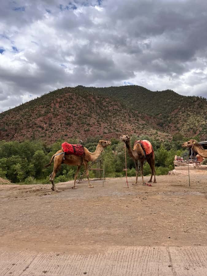 Marrakesh: Ourika Valley & Atlas Mountains Day Trip + Lunch - Why Ourika Valley + Setti Fatma works as a day trip from Marrakech