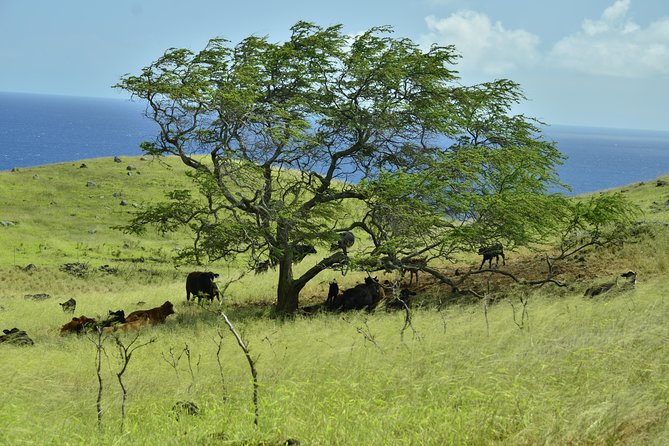 Maui Shore Excursions : Road to Hana With Pickup & Lunch - Pua‘a Ka‘a State Park: two waterfalls and a paved path