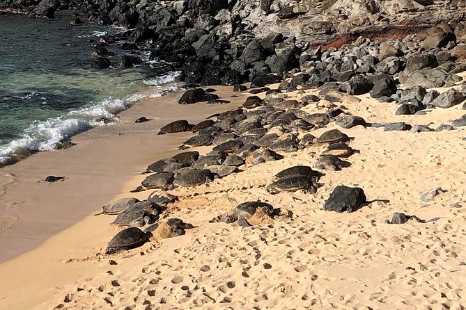 Maui Tour : Road to Hana Day Trip from Kahului Lunch, Water, Chip - Kahului Port Pickup and the Pace You’re Signing Up For