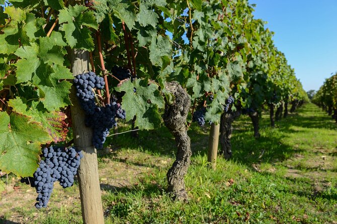 Medoc Region Wine Day Trip with Vineyard Visits & Tastings from Bordeaux - Second included tasting: Pauillac or St. Estèphe comparisons