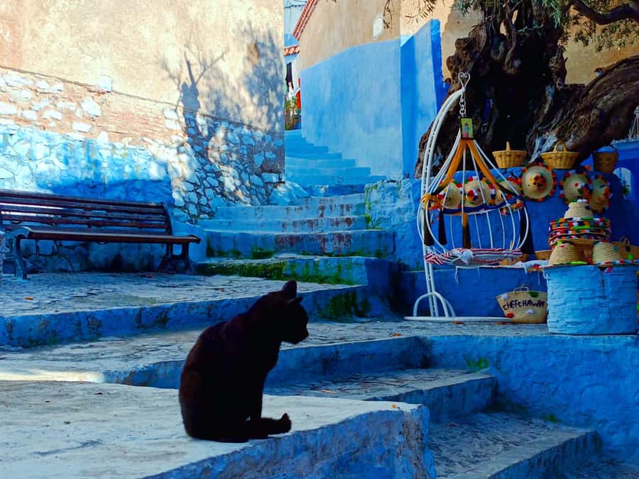Memorable Day Trip From Fez to Chefchaouen the Blue City - Recognizing Chefchaouen: that blue arrives fast
