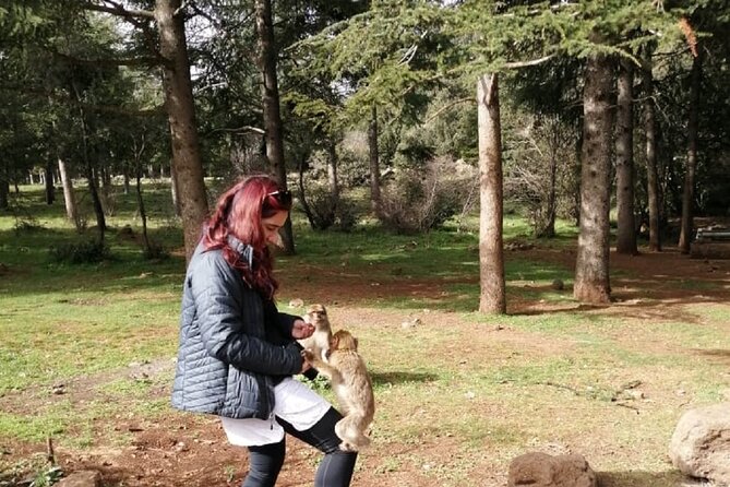 Middle Atlas Mountains, Cedar Forest and Azrou Day Trip from Fez - Price and logistics: why $30 can feel like good value
