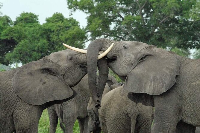 Mikumi National Park Day Trip - Key Things That Make This Mikumi Day Trip Worth It