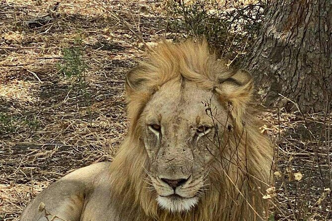Mikumi National Park Day Trip - Why Mikumi Works So Well From Zanzibar (Even If You Have One Day)
