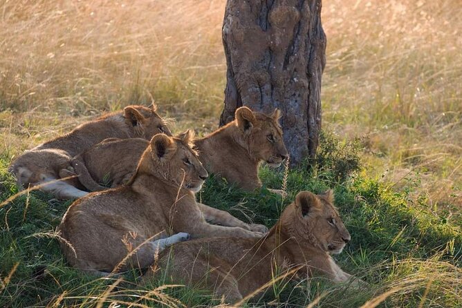 Mikumi National Park Day Trip - Your Game Drive Hours in Mikumi: What You’re Trying to See
