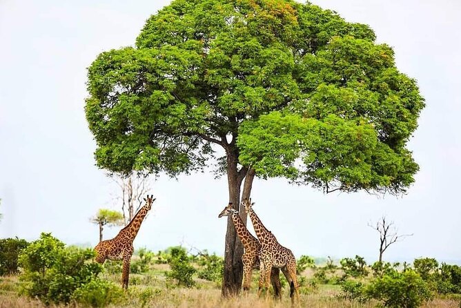Mikumi National Park Day Trip - The Guide Makes the Difference: Animals, Birds, and Tree Species