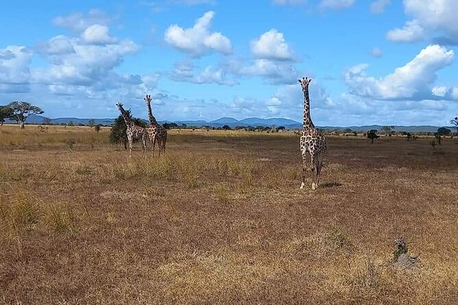 Mikumi National Park Day Trip - Lunch and Break Time: Fuel Without Breaking the Day