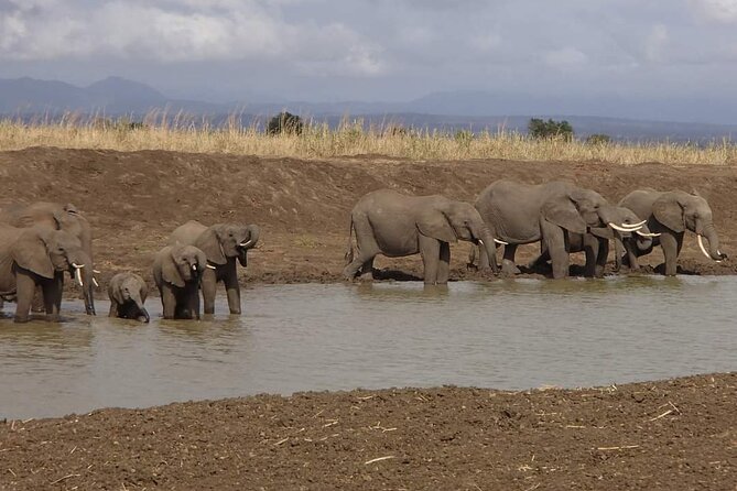 Mikumi National Park Day Trip - Small-Group Feel and How It Affects the Safari Pace