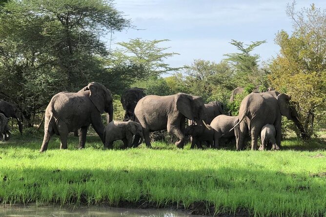 Mikumi Safari Tour: Day Trip Return Flight From Zanzibar - A Balanced Note Before You Book
