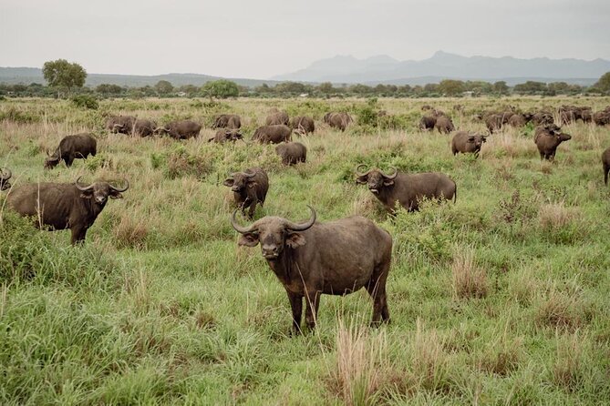 Mikumi Safari Tour: Day Trip Return Flight From Zanzibar - Flights and Timings: The Real Schedule Reality Check