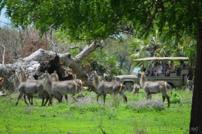 Mikumi Safari Tour: Day Trip Return Flight From Zanzibar - Key Things to Know Before You Go