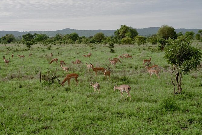 Mikumi Safari Tour: Day Trip Return Flight From Zanzibar - The Game Drive Experience: More Than a Photo Chase