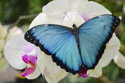 Mindo Cloud Forest Full Day Tour from Quito - Mariposas de Mindo: butterflies first, before the hike gets you moving
