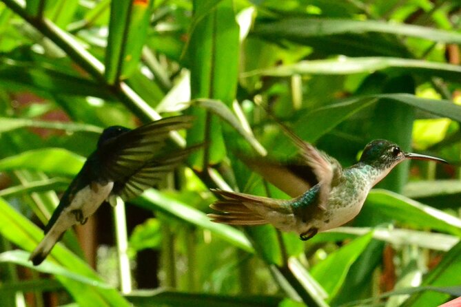 Mindo Cloud Forest Full Day Tour from Quito - Price and ticket clarity: what $59 really buys you