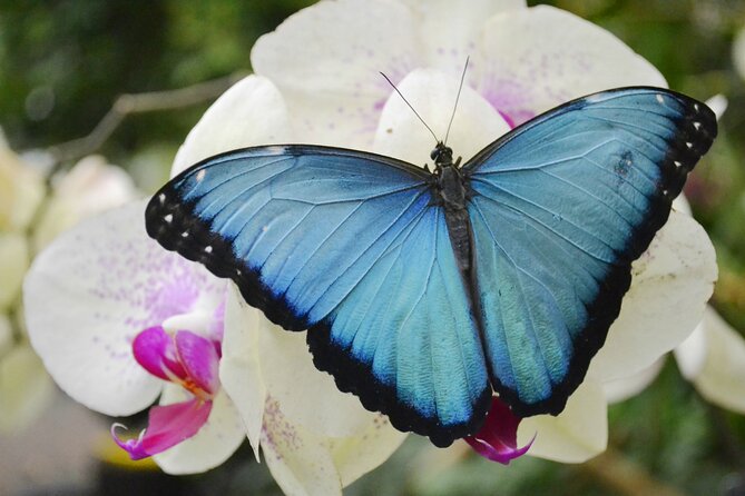 Mindo Cloud Forest Full Day Tour from Quito - Mariposas de Mindo: butterflies first, before the hike gets you moving