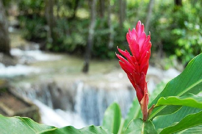 Montego Bay to Dunn's River Falls Half-Day Trip - Should You Book This Montego Bay to Dunn’s River Falls Half-Day Trip?