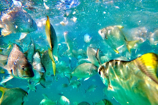 Moreton Island Day Trip (Kayak, Snorkel & Sandboard) frm Brisbane or Gold Coast - The Beach Lunch Break: Not a Huge Sit-Down, But It’s Included