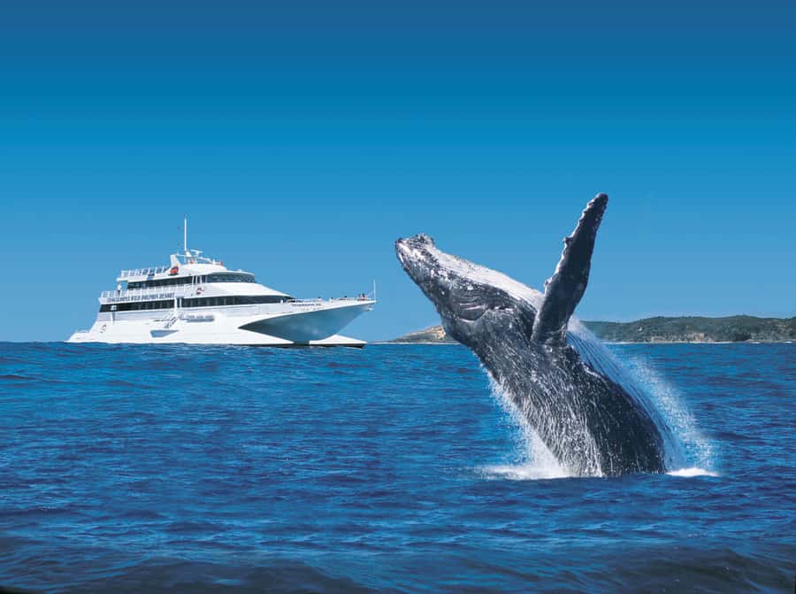 Moreton Island: Tangalooma Day Trip & Whale Watching Cruise - Humpback Whales and a Resort Day Pass in One Ticket