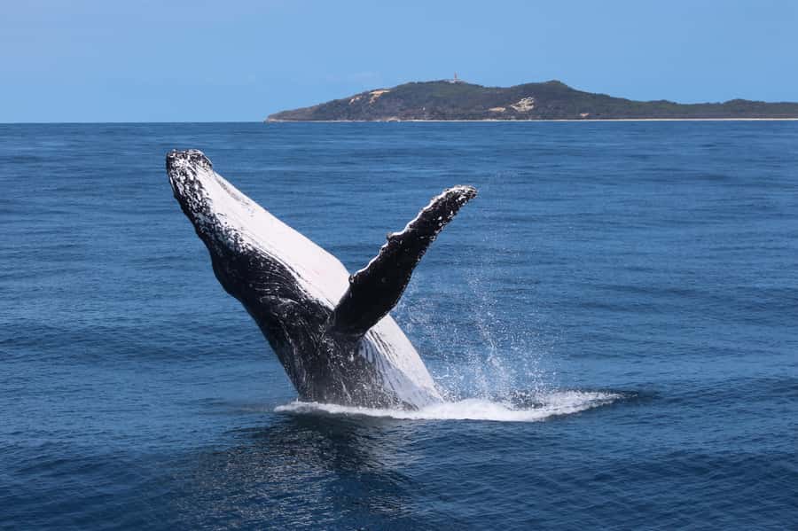 Moreton Island: Tangalooma Day Trip & Whale Watching Cruise - The Catamaran Whale Watch: Spotting Whales Without Guesswork