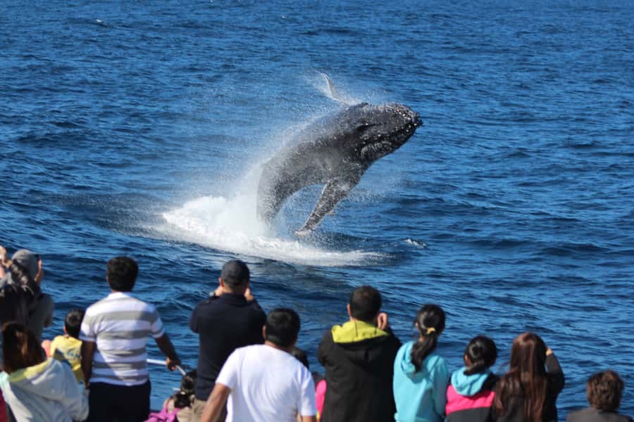 Moreton Island: Tangalooma Day Trip & Whale Watching Cruise - Eco Ranger Learning: What the Commentary Adds to the Whale Spotting