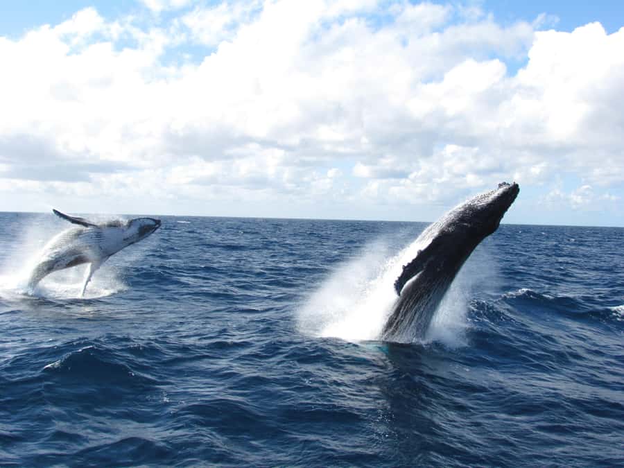 Moreton Island: Tangalooma Day Trip & Whale Watching Cruise - Brisbane to Moreton Island by Ferry: Plan Around the 12:00 Whale Watch