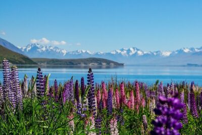 Mt Cook & Tekapo Day Tour from Christchurch (lunch included) - The drive route: Christchurch and the Canterbury Plains