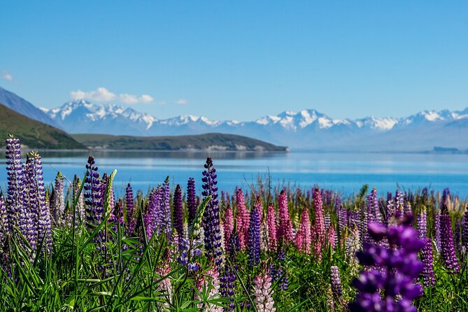 Mt Cook & Tekapo Day Tour from Christchurch (lunch included) - The drive route: Christchurch and the Canterbury Plains