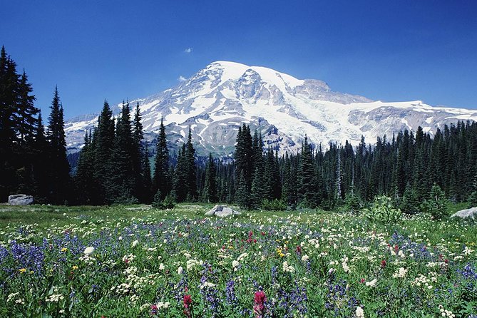Mt. Rainier Day Tour from Seattle - Seattle to Mt. Rainier: what this tour is really good at