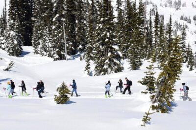 Mt. Rainier National Park Highlights Tour - Price and Value: What $150 Buys You (and Why It’s Not Just a Ride)