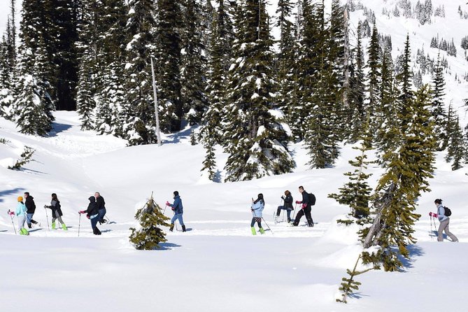 Mt. Rainier National Park Highlights Tour - Price and Value: What $150 Buys You (and Why It’s Not Just a Ride)