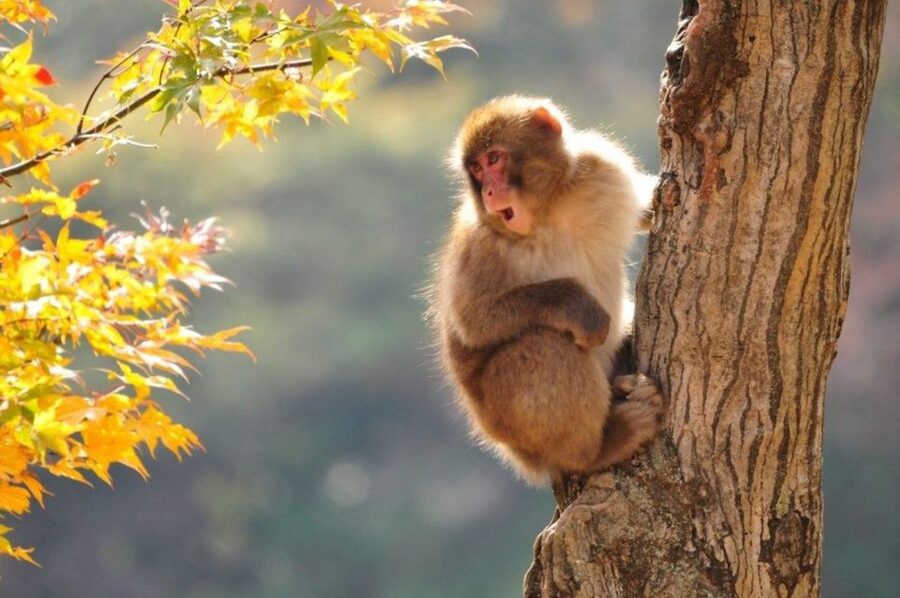 Nagano: Snow Monkeys, Zenkoji Temple & Sake Day Trip - Key points before you go