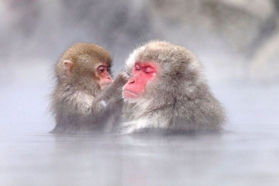 Nagano: Snow Monkeys, Zenkoji Temple & Sake Day Trip - Zenko-ji Temple: one of Japan’s key temple sites, guided