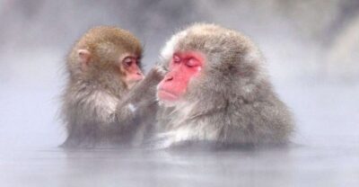 Nagano: Snow Monkeys, Zenkoji Temple & Sake Day Trip - Getting from Nagano Station or Hakuba: timing that keeps the day flowing