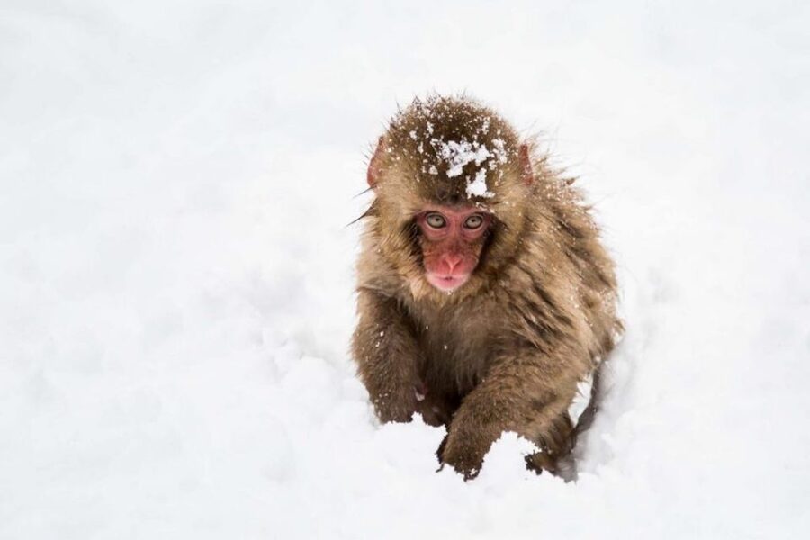Nagano: Snow Monkeys, Zenkoji Temple & Sake Day Trip - The secret food tasting stop and why lunch hits harder after the morning
