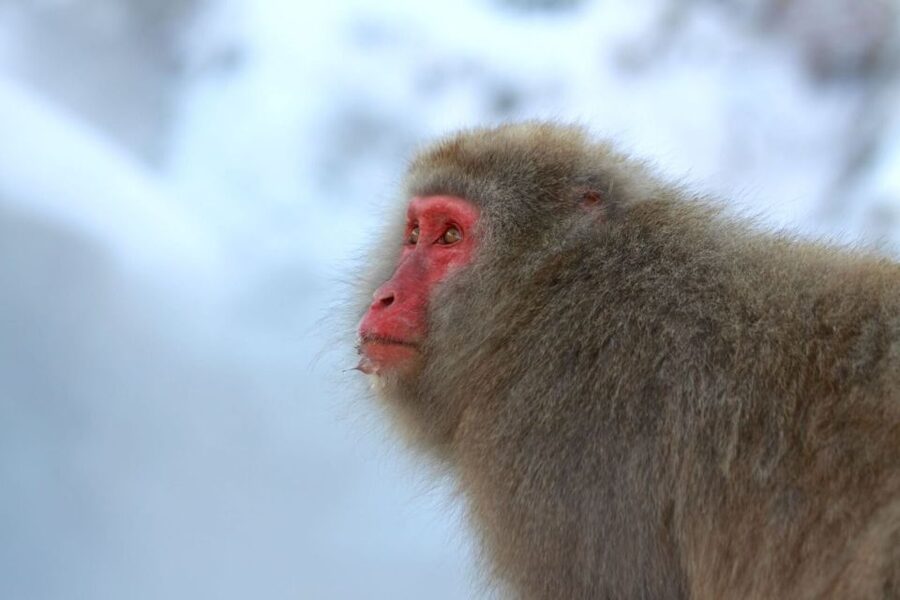 Nagano: Snow Monkeys, Zenkoji Temple & Sake Day Trip - Transportation and pacing: why the bus time is part of the experience