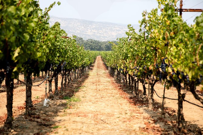Napa and Sonoma Wine Country Full-Day Tour from San Francisco - Roche Winery: what a barrel tasting feels like