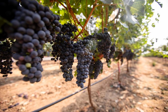 Napa and Sonoma Wine Country Full-Day Tour from San Francisco - Sonoma Plaza lunch break: freedom without losing the day