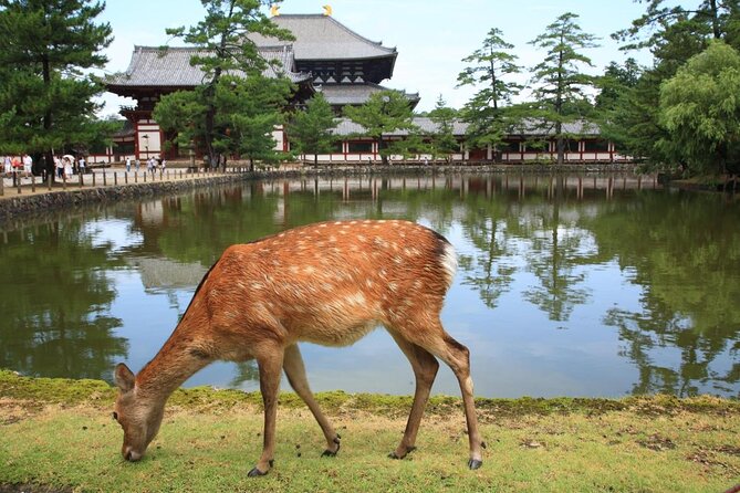 Nara Half Day Trip Walking Tour (Private Option Available) - Key highlights to know before you go