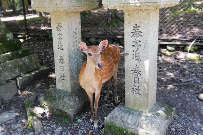 Nara Half Day Trip Walking Tour (Private Option Available) - Kofuku-ji’s five-story pagoda: setting the tone with a Fujiwara classic