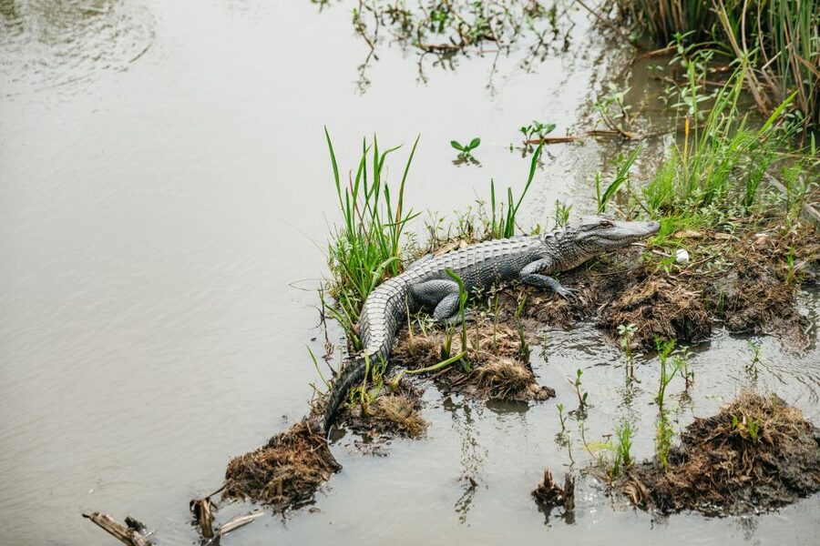 New Orleans: Oak Alley Plantation and Swamp Cruise Day Trip - Key things to know before you go