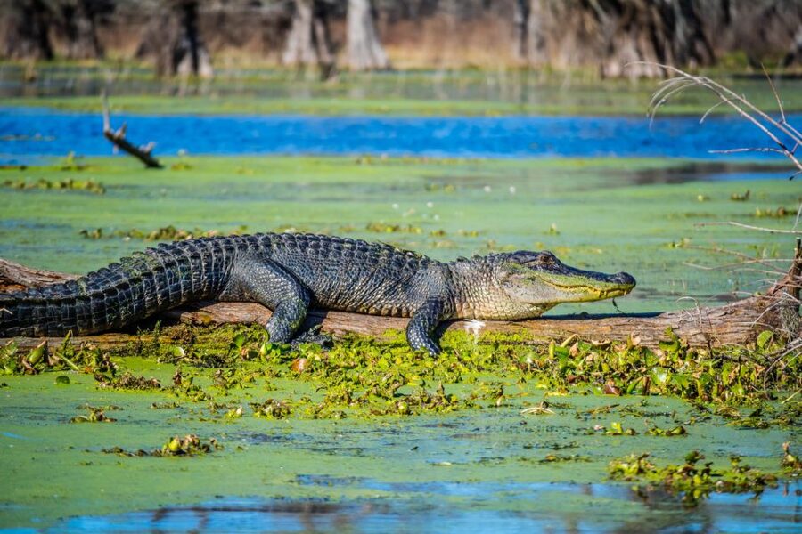 New Orleans: Oak Alley Plantation and Swamp Cruise Day Trip - Should you book this Oak Alley plus swamp cruise day trip?