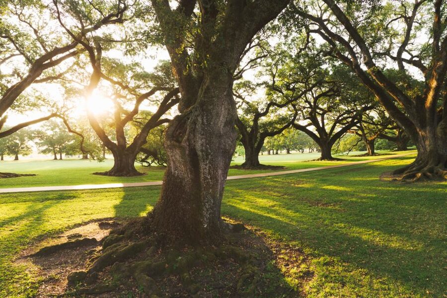 New Orleans: Oak Alley Plantation and Swamp Cruise Day Trip - Landmark route moments: Native burial mound, Cajun cemetery, fishing village