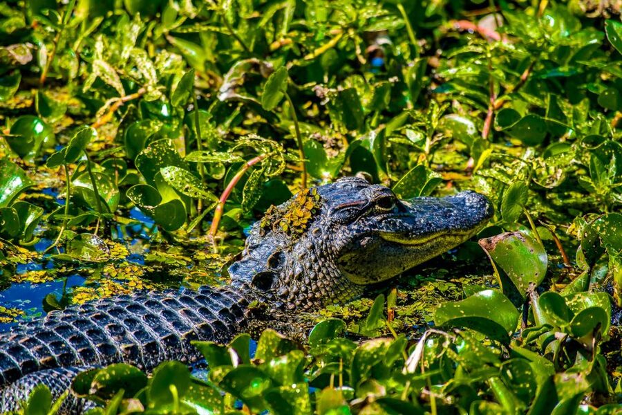 New Orleans: Oak Alley Plantation and Swamp Cruise Day Trip - What to bring and how to avoid common annoyances