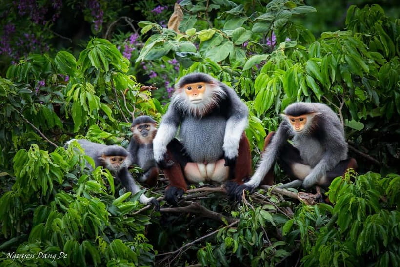 Ninh Binh: Cuc Phuong Jungle Hike & Wildlife Day Trip - Where Cuc Phuong fits in your Ninh Binh week