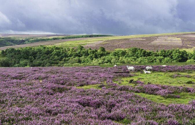 North York Moors and Whitby Day Tour from York - Mini-coach comfort and live English commentary (this is the secret sauce)
